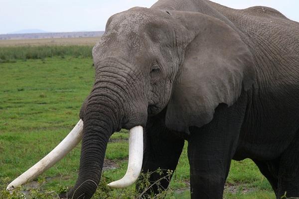 Trading in elephant tusks, sting operation nets 3 suspects