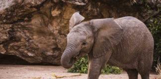 Celebrate Earth Day with Secrets of the Elephants
