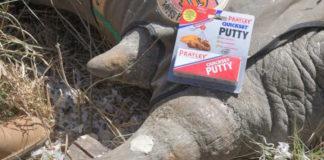 Pratley Quickset Putty applied to a Black Rhino horn