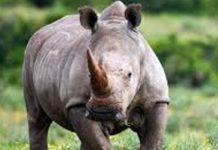 Hoedspruit Farm Watch assists in the arrest of suspected rhino poachers