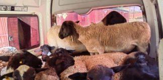 16 Stolen sheep recovered in minibus, 3 arrested, Rustenburg. Photo: SAPS