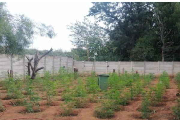 Dagga cultivation, 2 arrested, Universitas