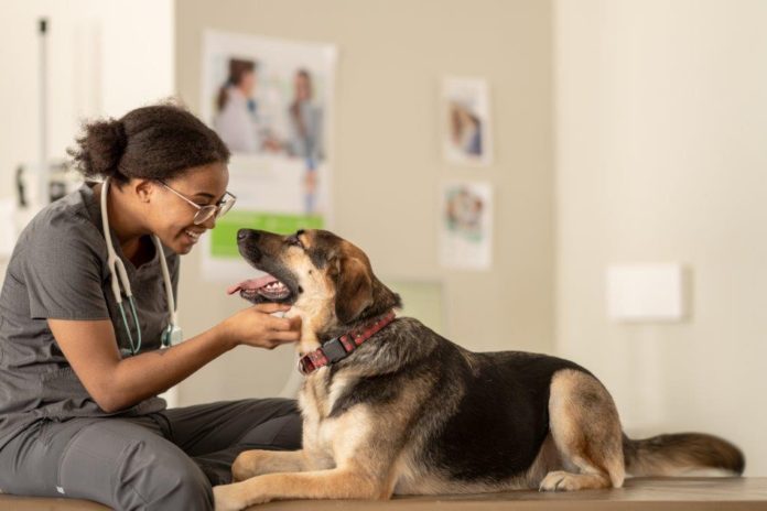 World Veterinary Day – Zoetis encourages support for the health and wellness of veterinarians