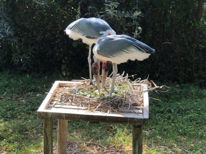 Stork brings a happy surprise to Crocworld for a special Mother’s Day celebration