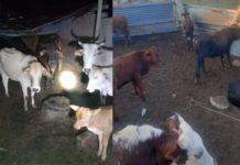 Sekhukhune stock theft unit recover 14 stolen cattle. Photo: SAPS