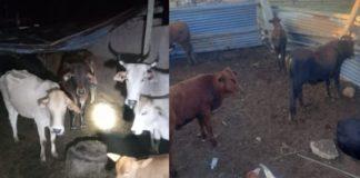Sekhukhune stock theft unit recover 14 stolen cattle. Photo: SAPS