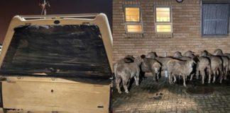 4 Stock thieves nabbed with 16 sheep in their bakkie, Zamdela. Photo: SAPS