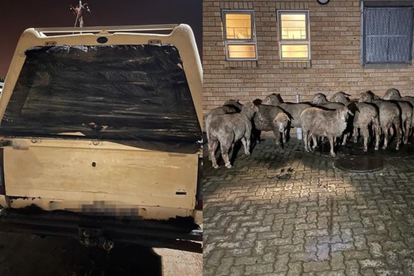 4 Stock thieves nabbed with 16 sheep in their bakkie, Zamdela