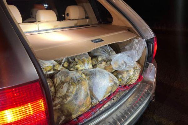 R3,3 million worth of abalone recovered, 2 arrested, Graaff-Reinet