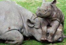 Farm Watch assists in arrest of rhino poaching syndicate kingpin