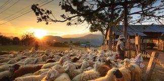 Sheep herder attacked and killed on a farm, 98 sheep stolen, Amelia