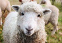 4 Sterkspruit stock thieves nabbed with stolen sheep