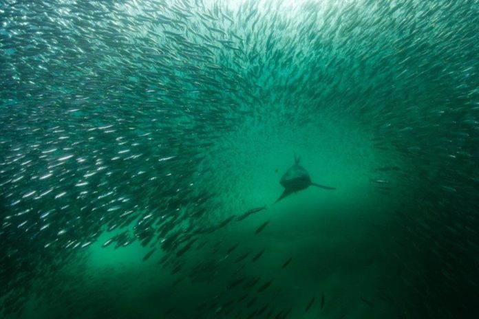 Why the Sardine Run should be on every diver’s bucket list