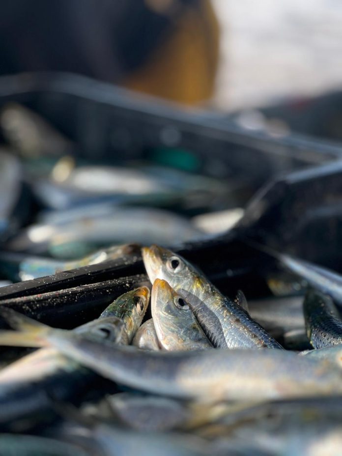 The Sardine Run has arrived on the KZN South Coast – don’t miss any of the action!