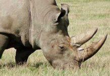 Chinese woman, arrested with rhino horns, skips bail, Germiston