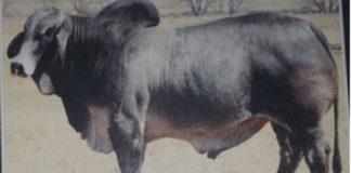 2 Brahman stud bulls stolen from a farm, Fouriesburg. Photo: SAPS