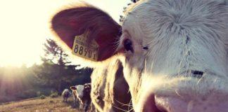 14 Cattle stolen from a farm in Hennenman, operation nets suspect. Photo: Pixabay