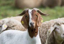 Stock thieves nabbed with goat carcasses, Lehurutshe