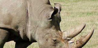 Port Alfred K9 unit arrests 2 suspected rhino poachers. Photo: Pixabay
