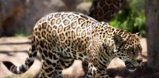 Mpumalanga anti-poaching in nature reserves finally prioritised