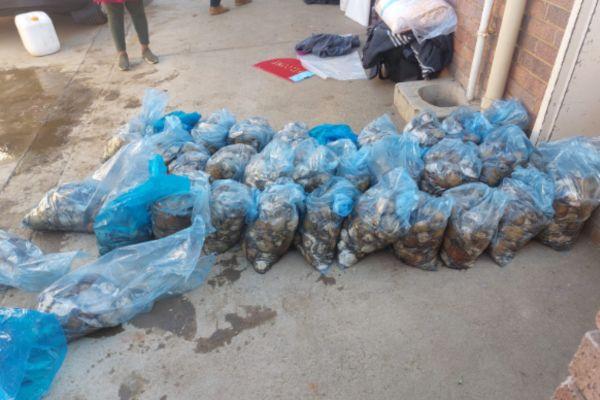 R3 million worth of abalone recovered, Cookhouse R3 million worth of abalone recovered, Cookhouse