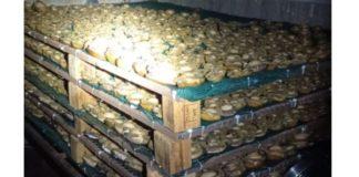 R1.94 million worth of abalone recovered at a house in Constantia. Photo: SAPS