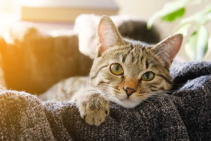 International Cat Day – Zoetis South Africa encourages pet owners to pay extra attention to the health of their furry companions