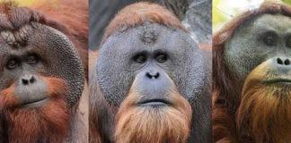 In the Shadows of Extinction: Orangutans and their Battle for Survival