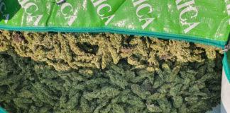 Police arrest alleged drug dealers with dagga worth R5 Million Police arrest alleged drug dealers with dagga worth R5 Million