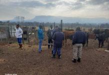 Cross border operation nets 496 in the Free State