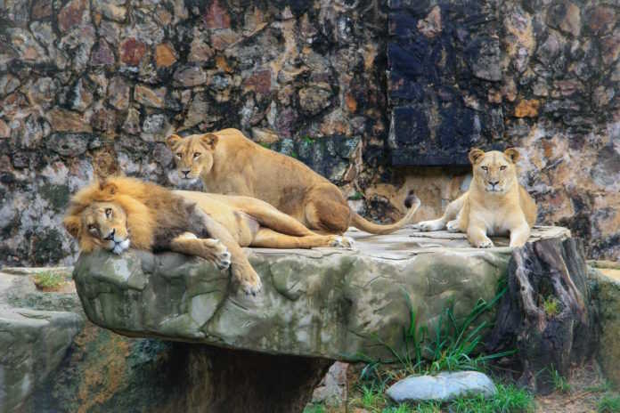 Is there a future for zoos?