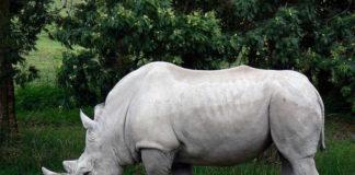 Rhino in Peril: A Tale of Survival and Hope