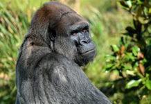The Precarious Existence of Critically Endangered Gorillas. Image source: Pickpik | CC0