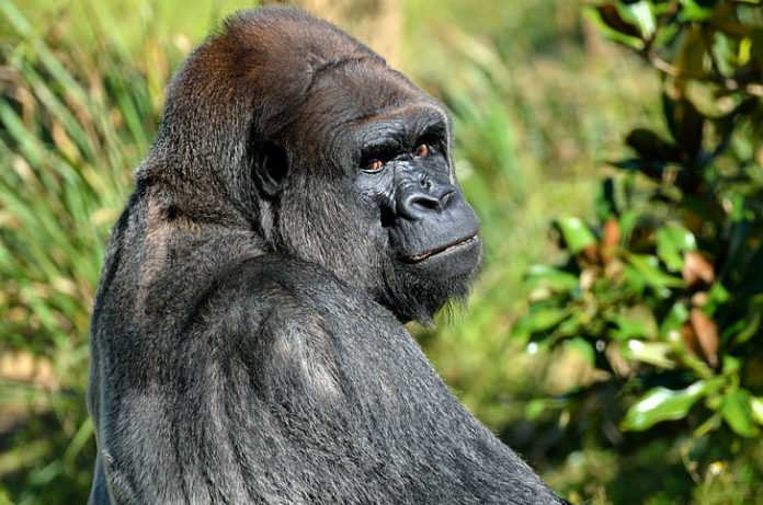 The Precarious Existence of Critically Endangered Gorillas