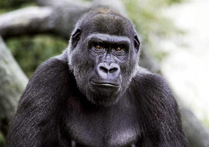 Lowland Gorilla (2002) by Jessie Cohen. Original from Smithsonian's National Zoo