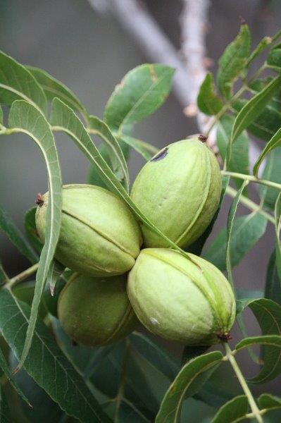 South Africa is the third largest pecan producer globally