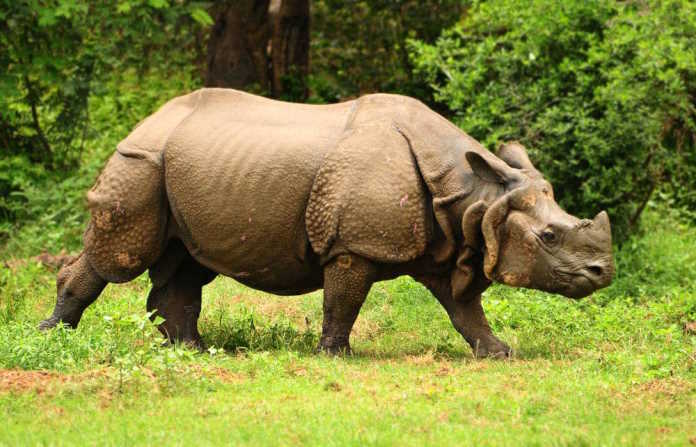 Great Indian one-horned rhinoceros at Kaziranga national park in Assam India