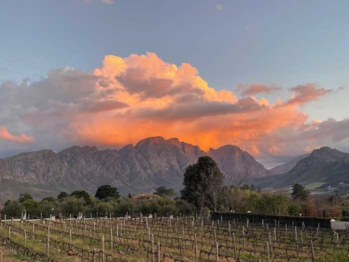 Black Elephant vintners