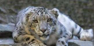 A Glimpse into the Ghost of the Mountains — The Elusive Snow Leopard