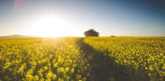 South Africa's Record-Breaking Canola Harvest