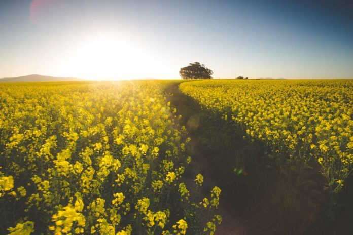 South Africa’s Record-Breaking Canola Harvest Expected to Exceed 220,000 Tons
