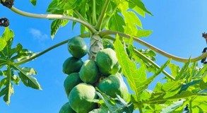 KZN South Coast’s Agri Tourism Route expanded to including an exciting new stop