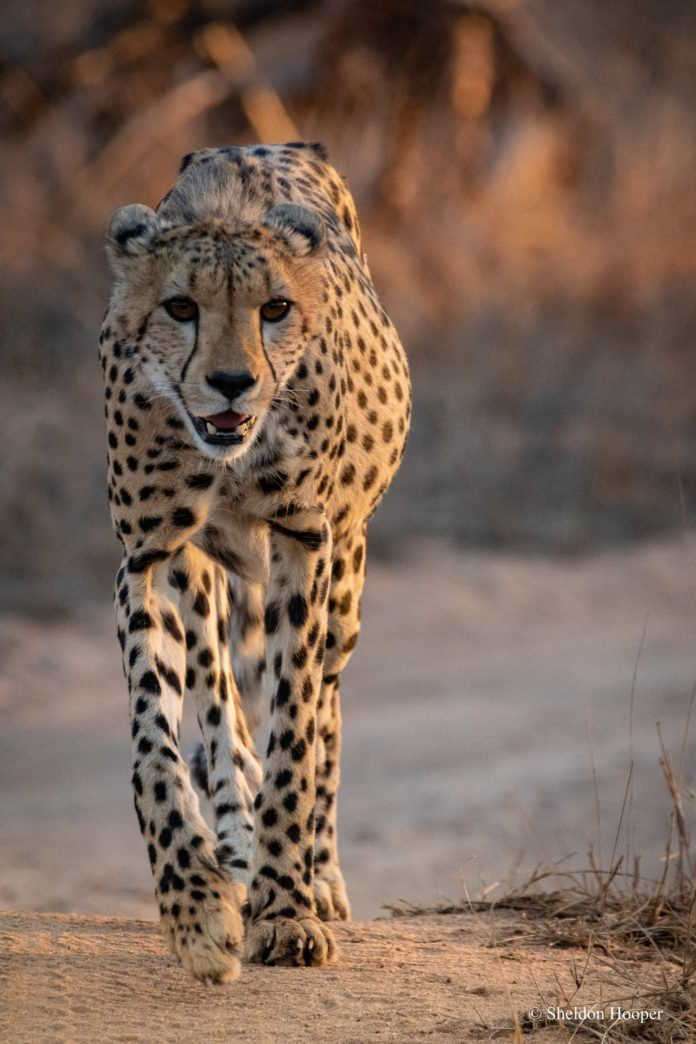 Bateleur Supports International Cheetah Day and Shines a Spotlight on Wildlife Conservation and Safari Tracker Upliftment