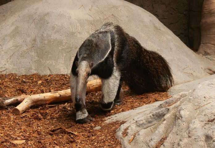The Marvelous World of Anteaters, Nature’s Coolest Bug Busters