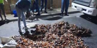 SAPS members arrest five suspects for the possession of West Coast rock lobster