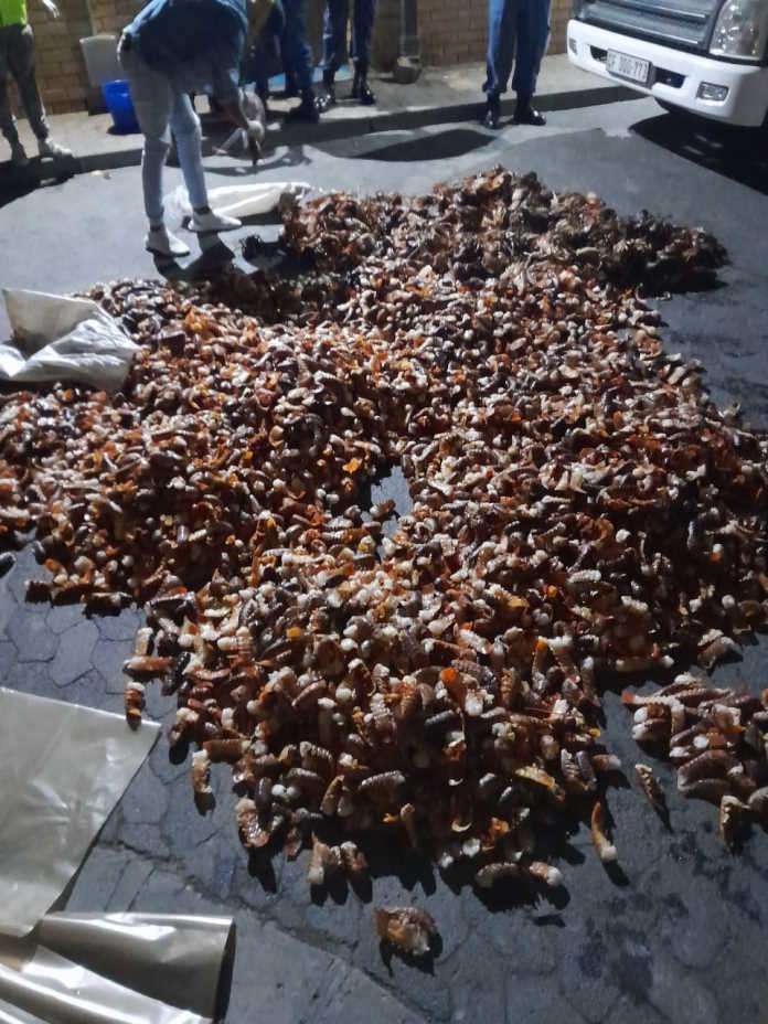 SAPS members arrest five suspects for the possession of West Coast rock lobster
