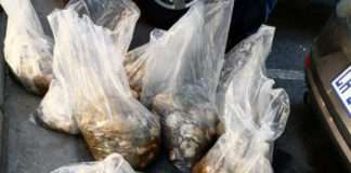 Police arrest suspects for possession of unlicensed firearm and abalone
