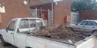 Alleged stock thieves disguise stolen slaugthered cow with firewood