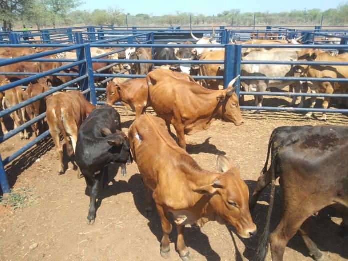 46-year-old suspect nabbed for possession of suspected stolen livestock 46-year-old suspect nabbed for possession of suspected stolen livestock