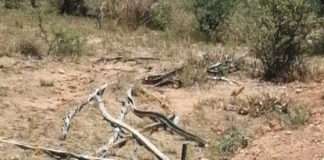Cable thieves caught in the act in Kimberley